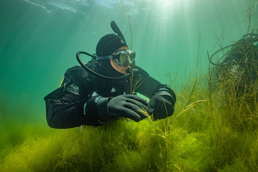 Diver over seagrass