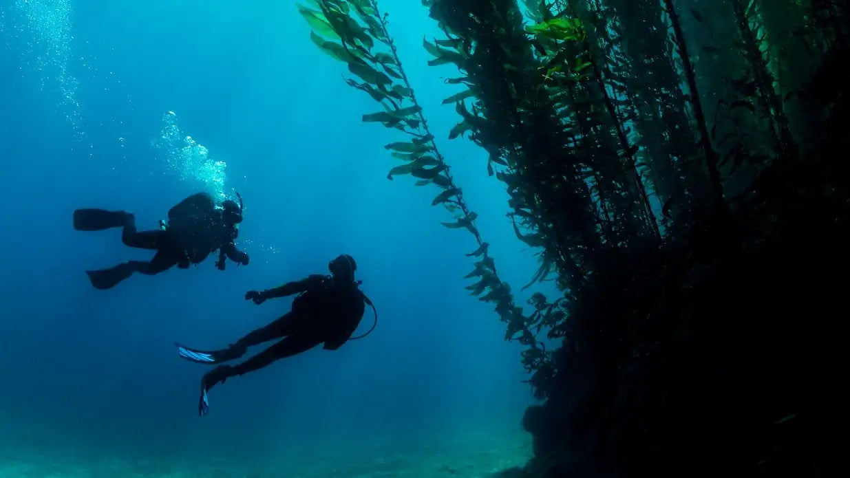 eLearning - Deep Diver product image 1