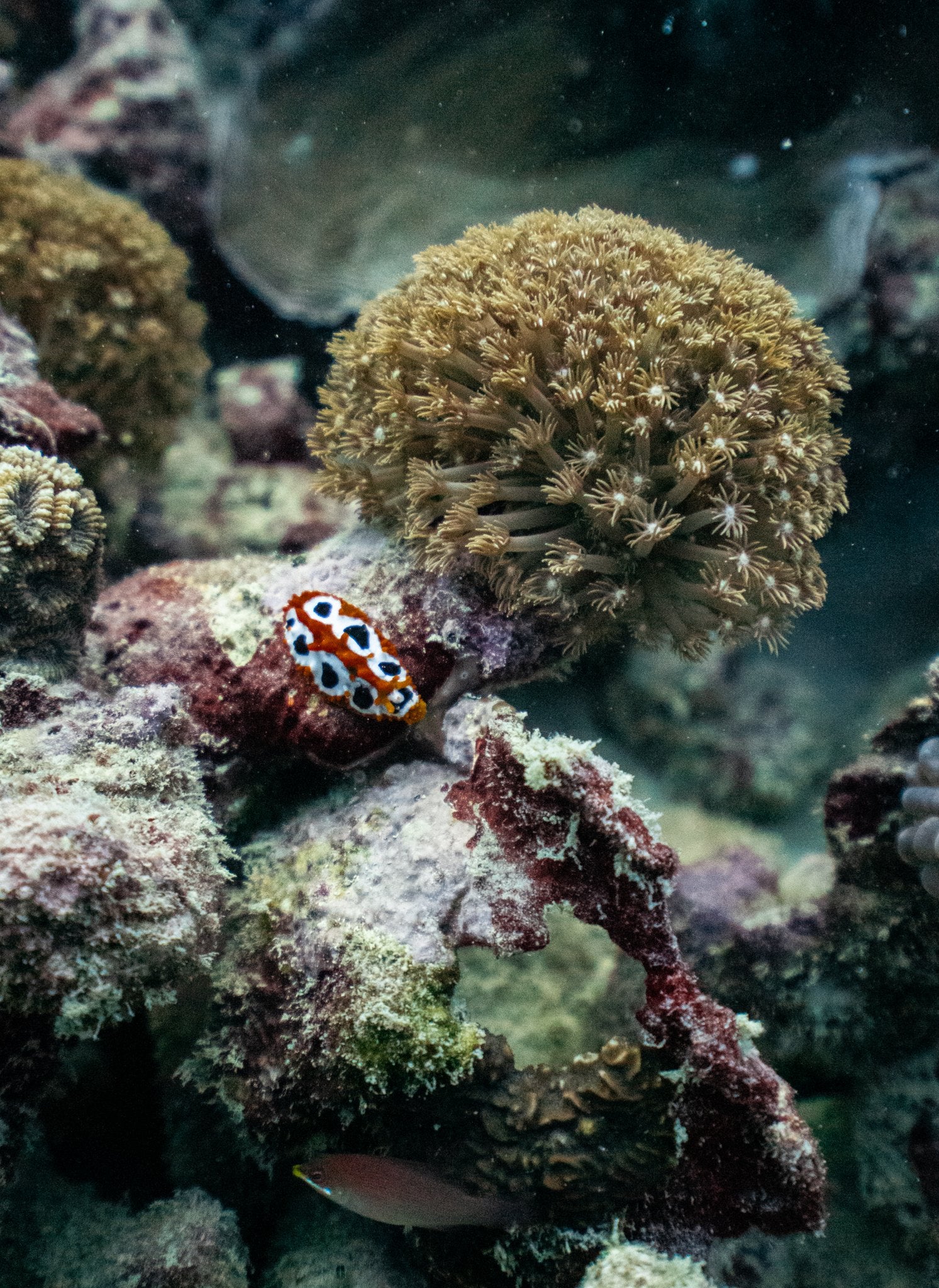 Seychelles 2027 trip photograph 21