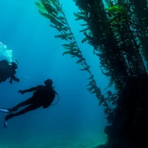 eLearning - Deep Diver