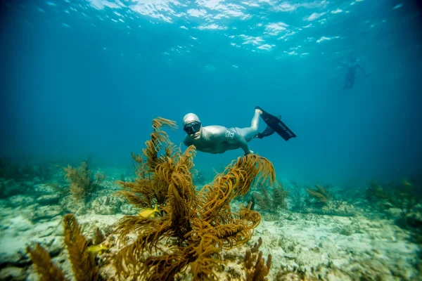 eLearning - Master Freediver